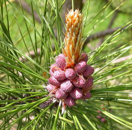 Pine  Essential Oil Hungary 2